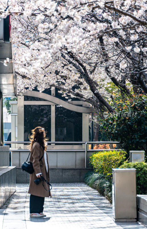 上海樱花季春天景观