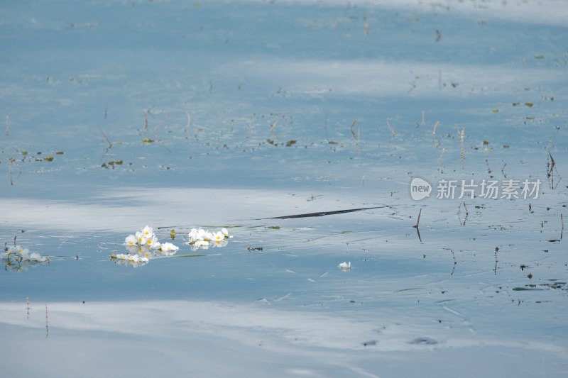 水面漂浮的白色花朵水性杨花