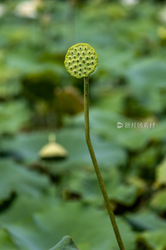 荷花莲蓬