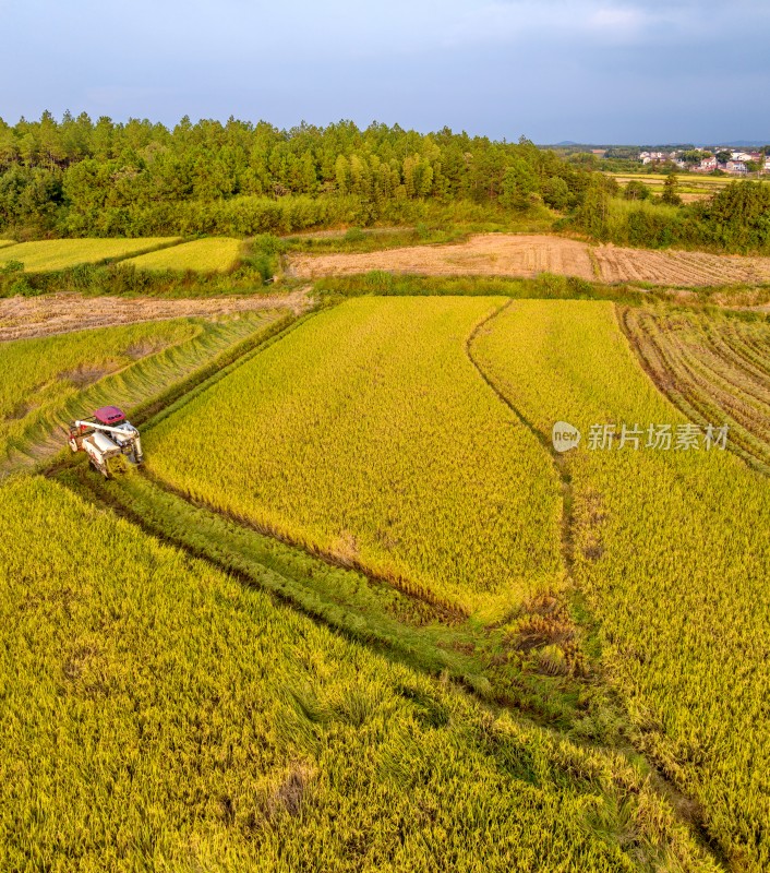 江西金溪：水稻晚稻丰收收割忙