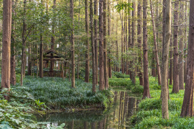 杭州西湖风景区曲院风荷风景