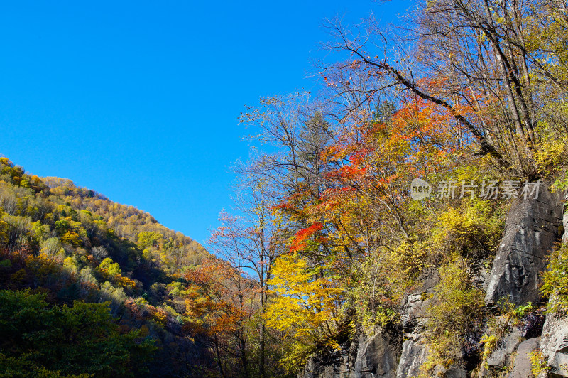 长白山望天鹅景区森林秋色