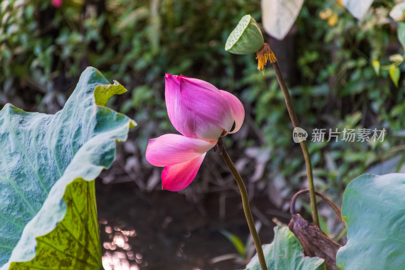 荷花的千姿百态