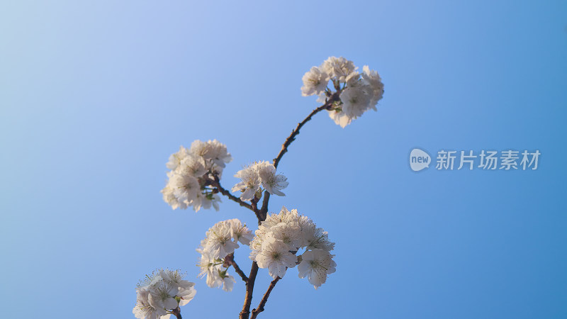 樱花特写镜头