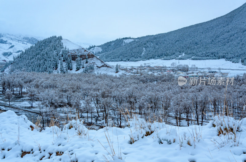 青海海北藏族自治州祁连卓尔山乡村树林雪景