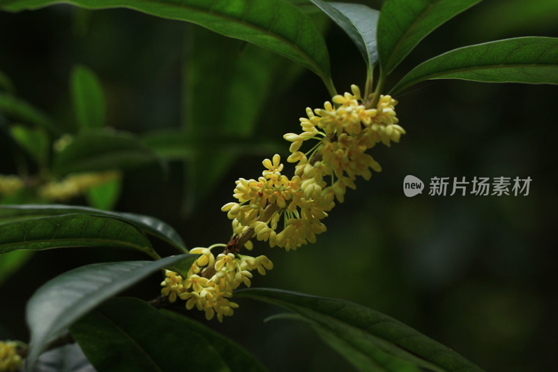 秋天的桂花挂满枝头