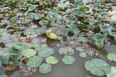 广东东莞：荷花池里荷叶田田 荷花盛开