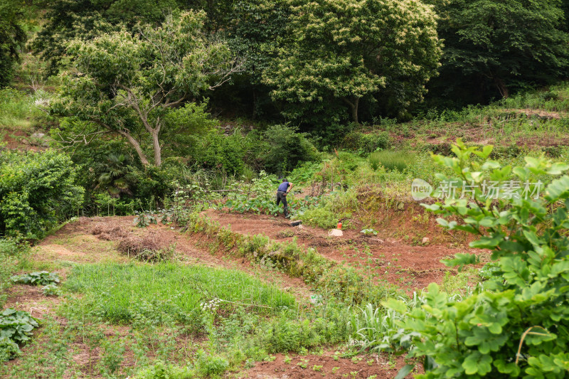 田地里正在劳作的农民背影