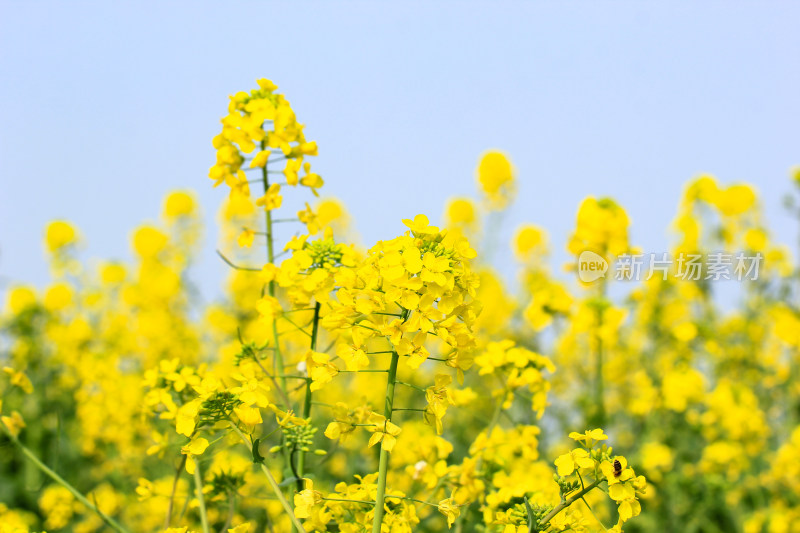 蓝色自然背景中的油菜花