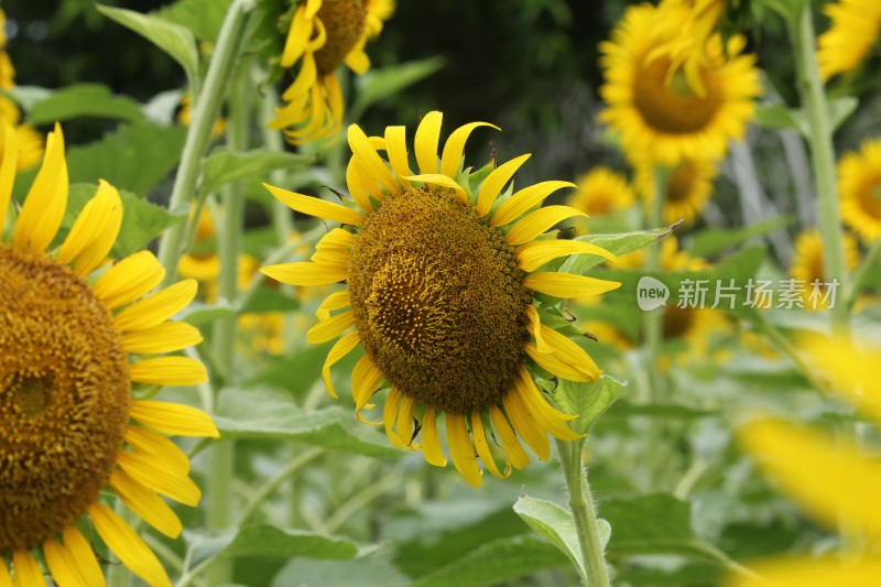 大片向日葵花田绿叶黄花生机勃勃