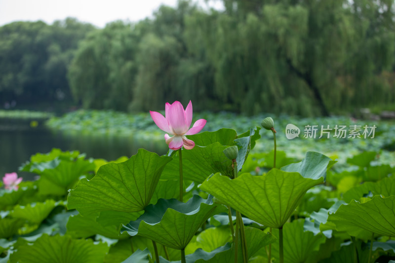 池塘荷花荷叶图片