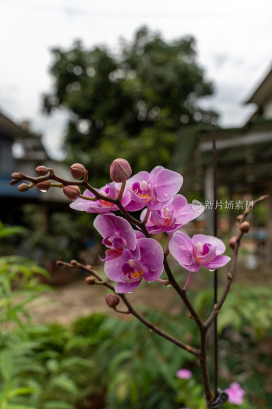 粉色花朵蝴蝶兰