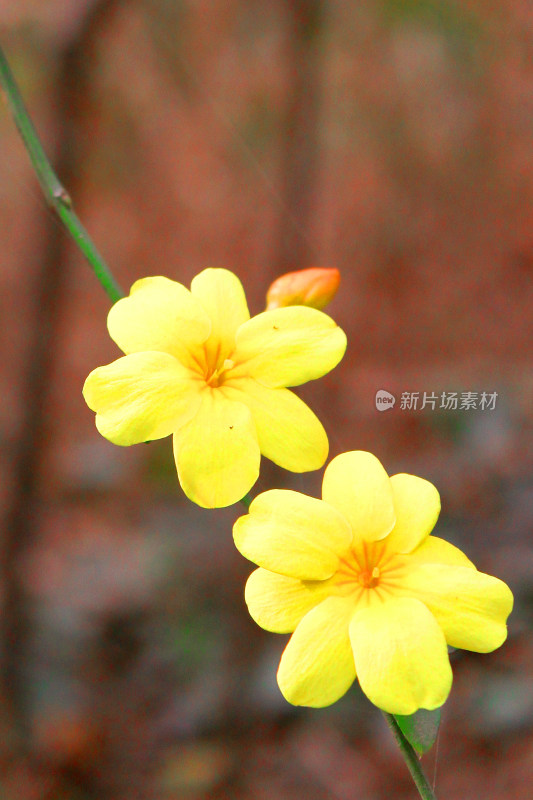 植物春天花朵