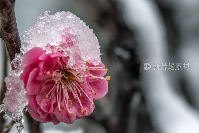 春天公园里雪中盛开的梅花