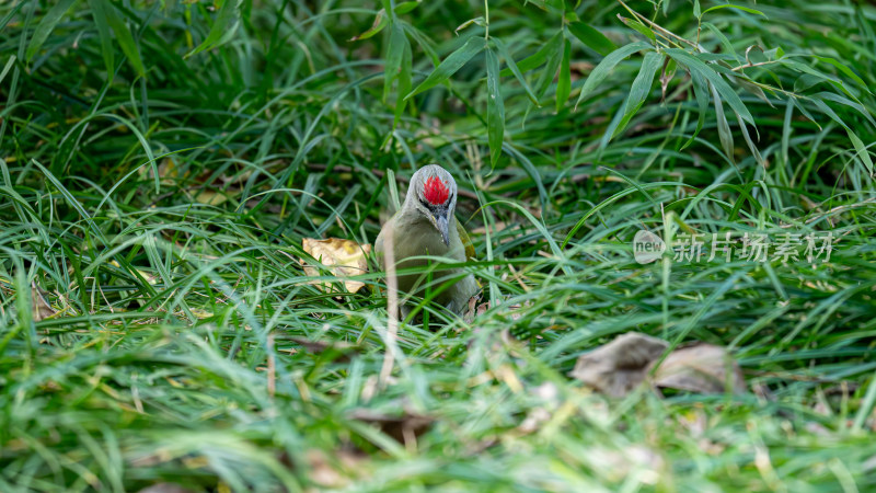 灰头绿啄木鸟（Picus canus）