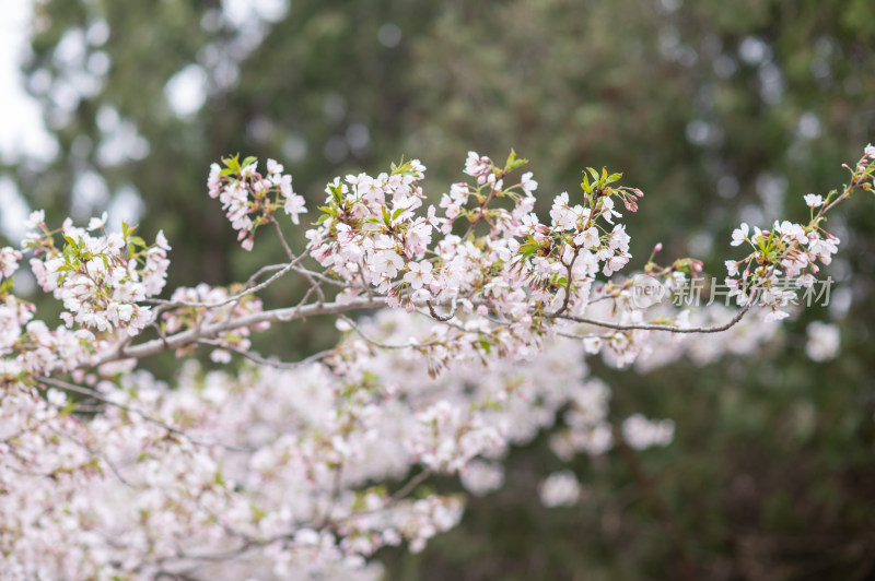 枝头盛开的樱花特写