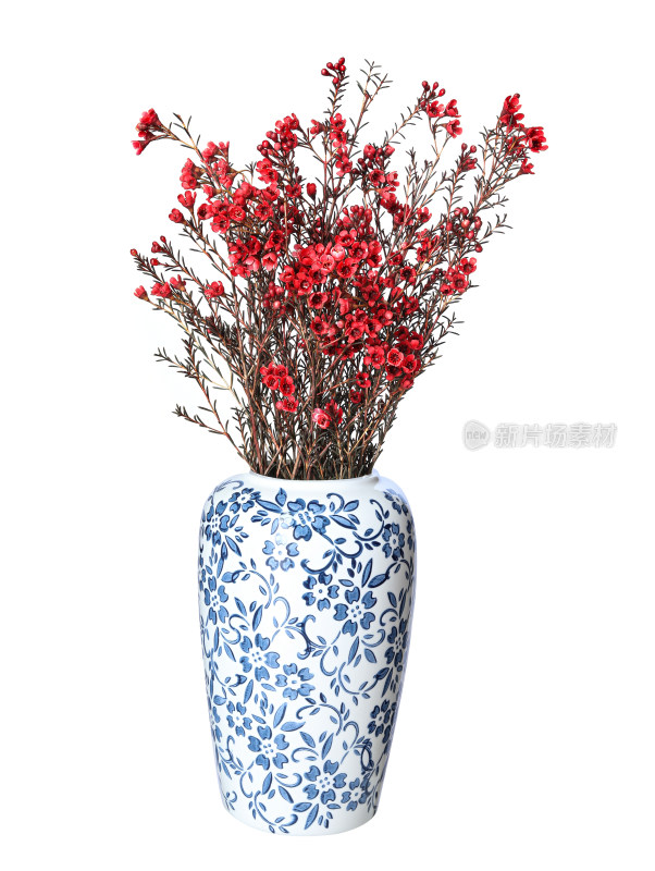 青花瓷花瓶里插着春节年花红色腊梅的白底图