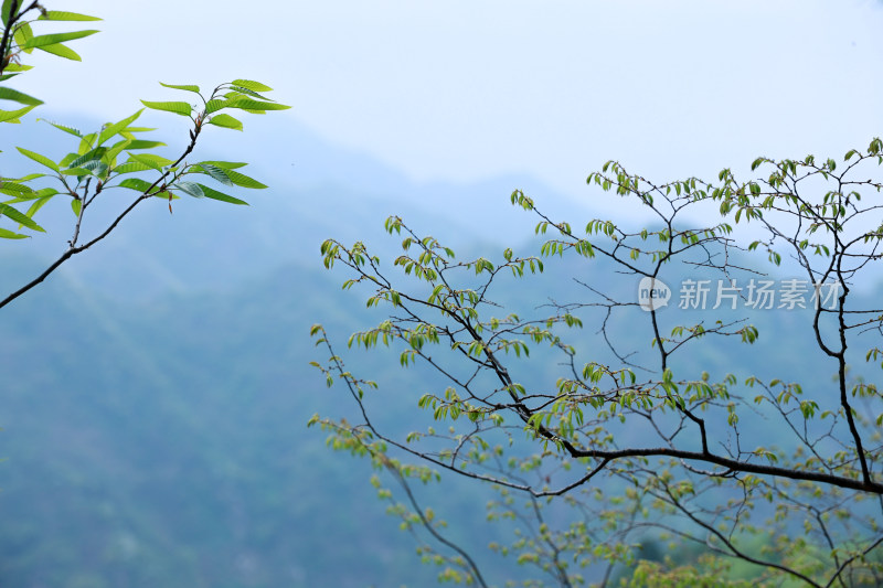 太白山自然风光