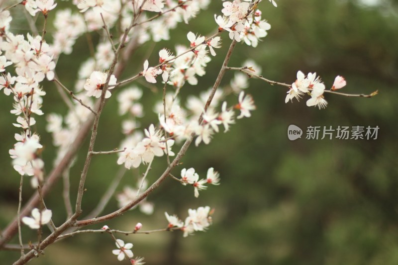 盛开的白色花卉特写