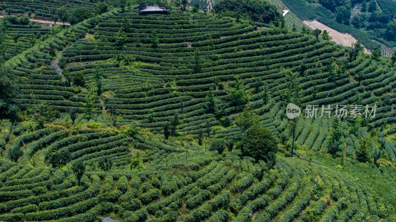 茶叶茶山茶艺茶园采茶茶红茶绿茶春茶茶叶茶