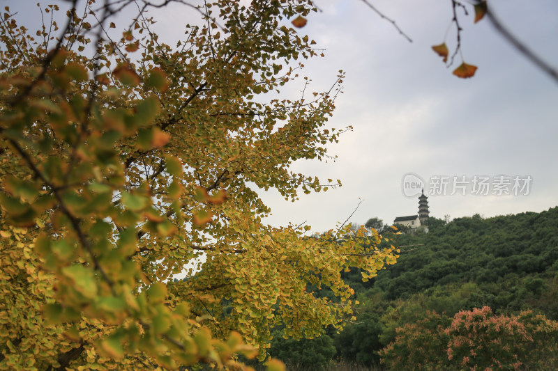 秋景 金秋 秋叶 远山古塔