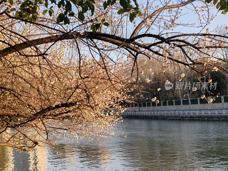 水边盛开着花朵的树枝风景