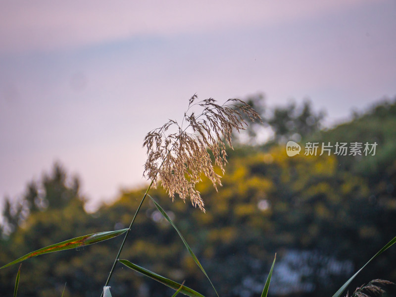 风中的芦苇