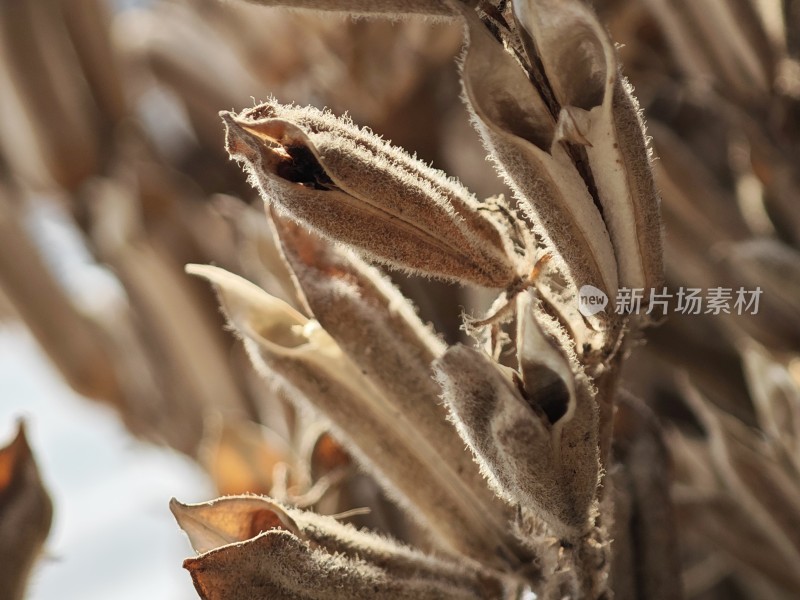 枯萎植物特写尽显秋日萧瑟之态