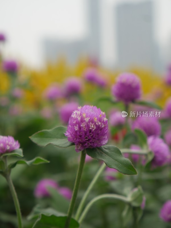 城市中盛开的紫色花朵