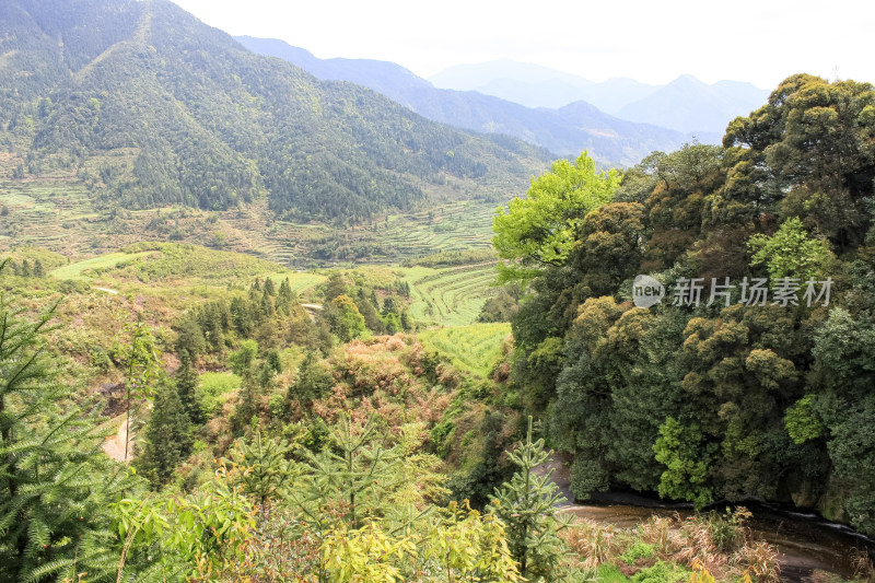 婺源梯田油菜花