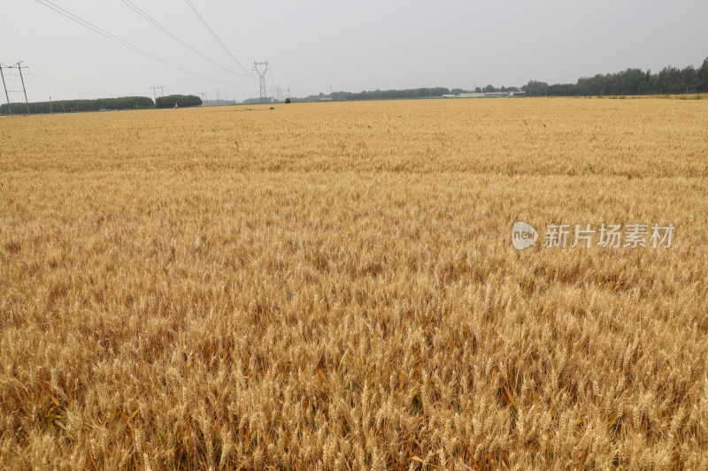 麦田麦子地成熟的小麦