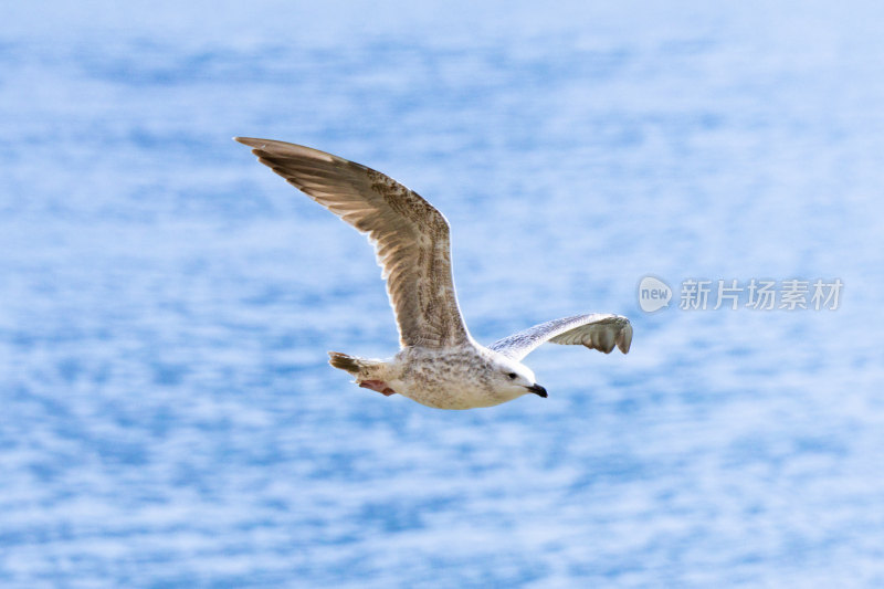 黄浦江上飞翔的海鸥