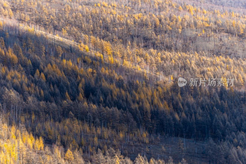 赤峰山林