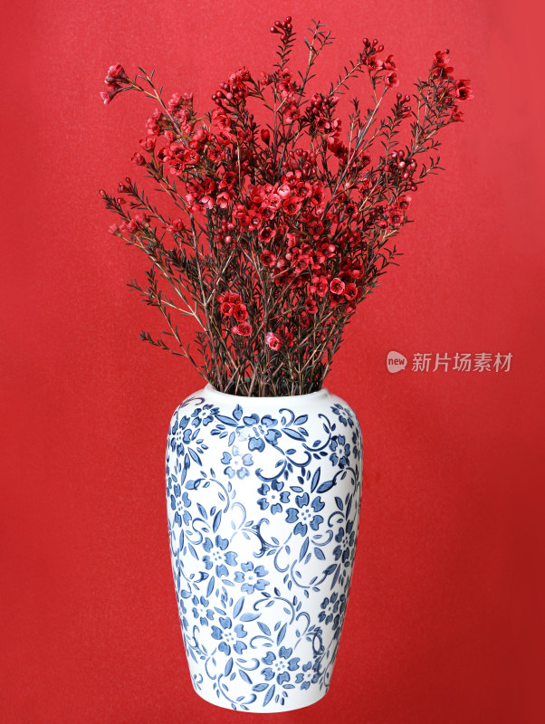 红色背景上青花瓷花瓶里插着春节年花腊梅