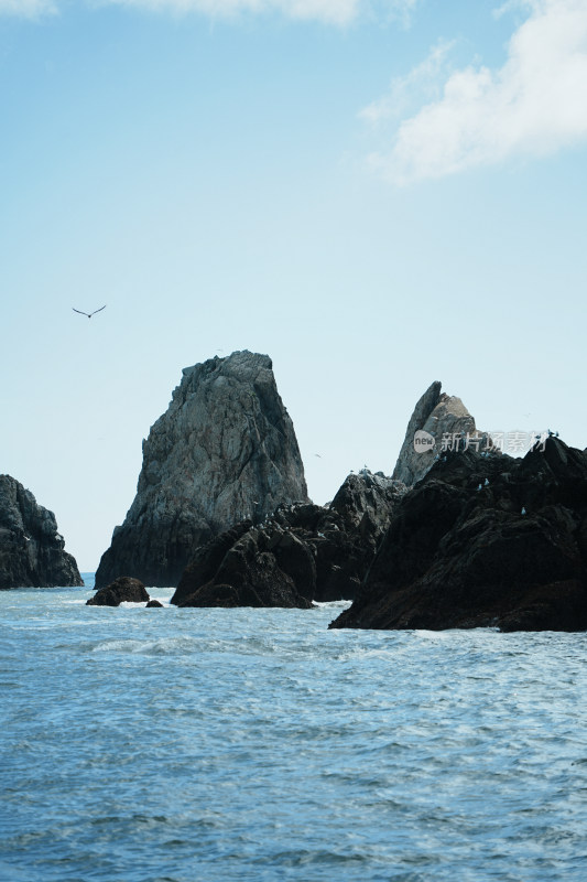 海岛礁石与飞鸟