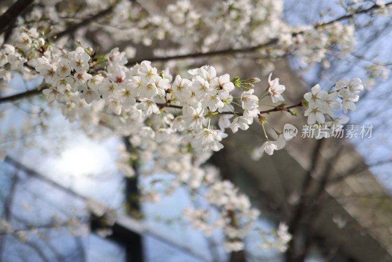 春天盛开的梨花特写