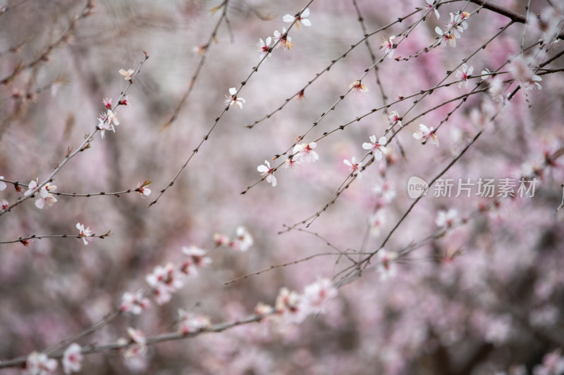 桃树桃花桃树林