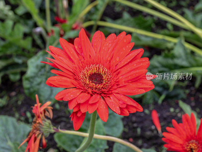 花，菊花，非洲菊，花朵，美丽的花