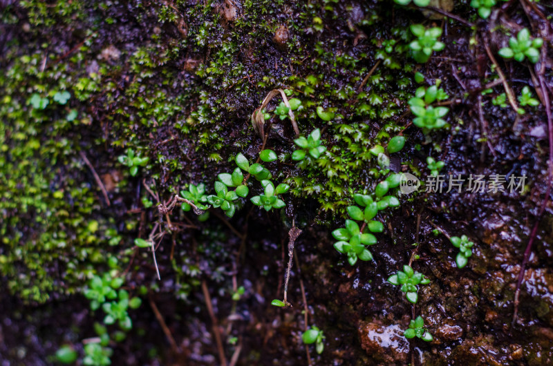 河南省洛阳白云山九龙潭山涧的垂盆草