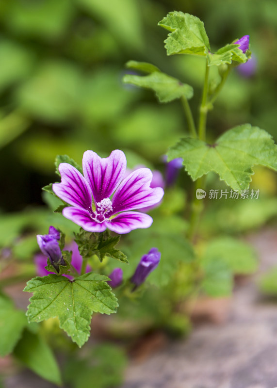 蔬菜园花花草草