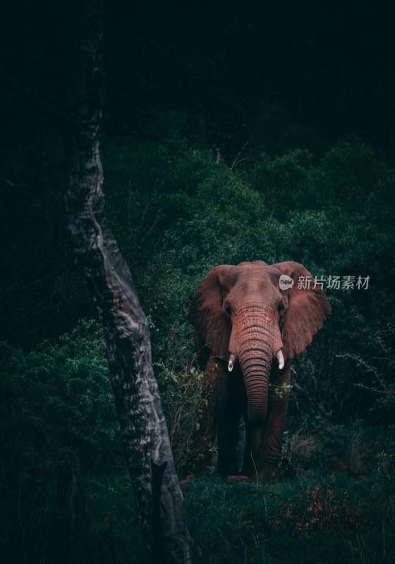 野生动物大象亚洲象