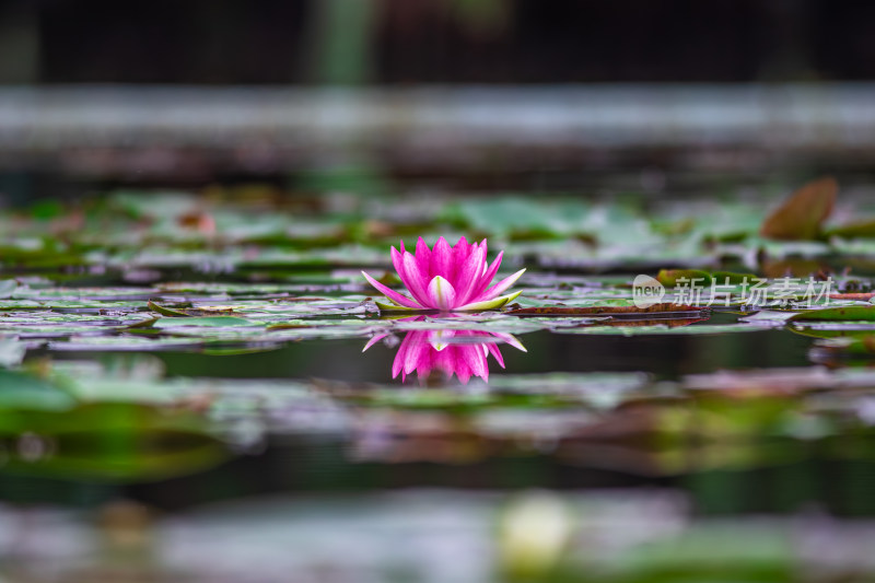 池塘中的荷花莲花