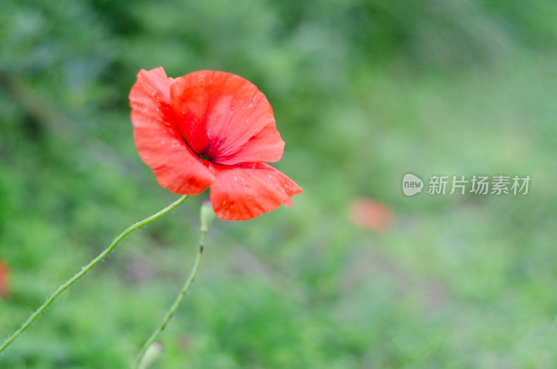 随风飘摇的一朵虞美人花