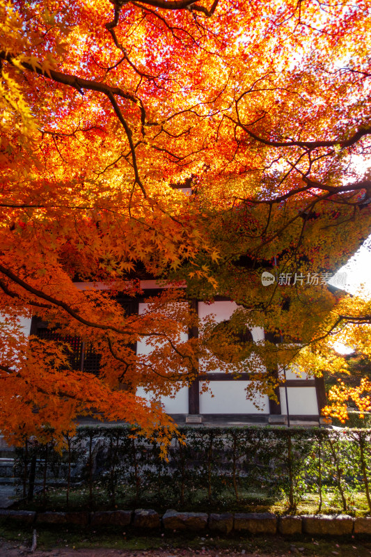 枫叶 京都 庭院 京都 秋天 日式