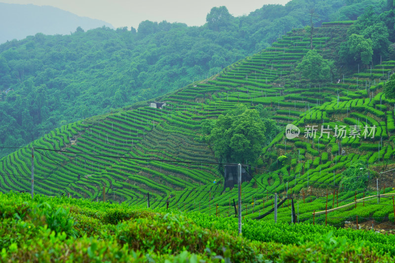 晨雾中的茶园