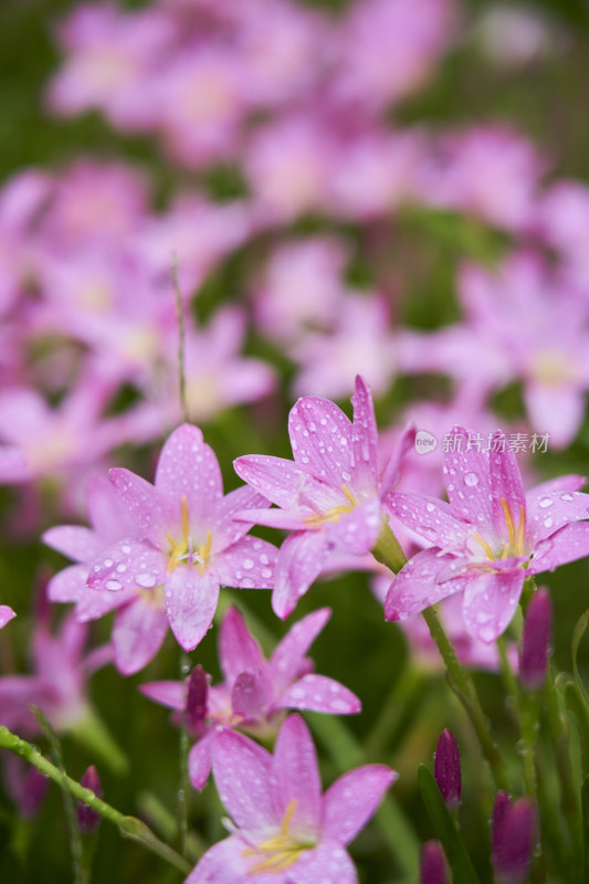 粉色的风雨兰花海