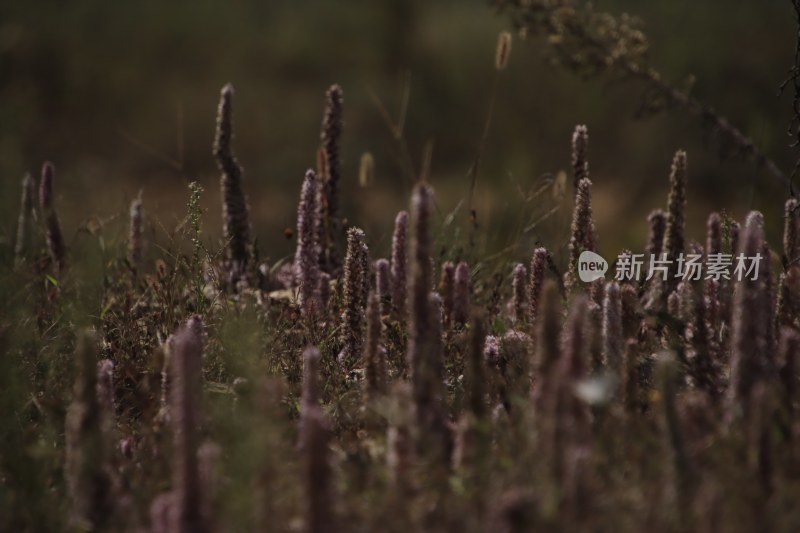 山东省威海市双岛湾西山村山坡上的瓦松开花