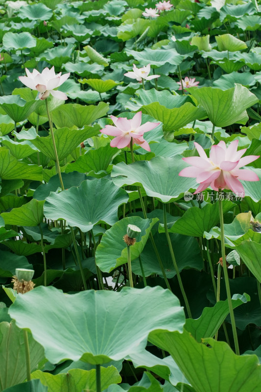 北京圆明园荷花