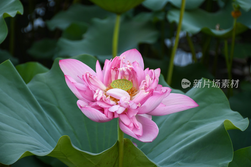 夏日的福州金山公园荷花