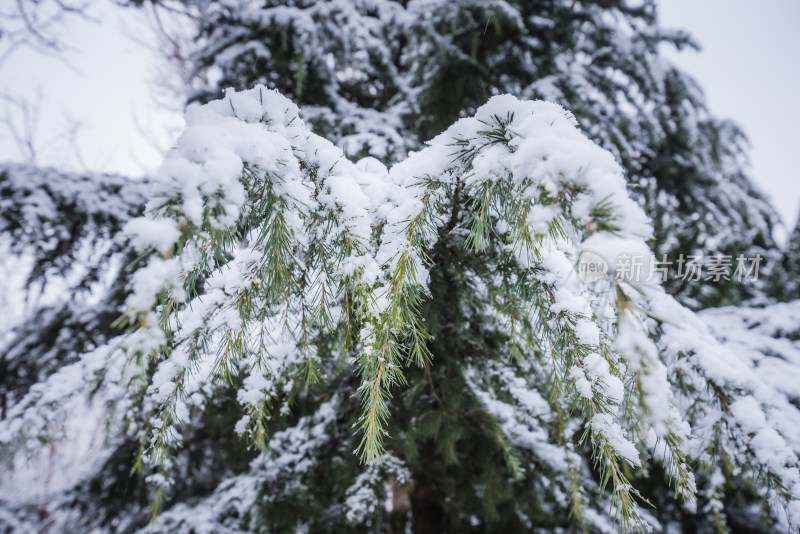 下雪了城市公园自然风景